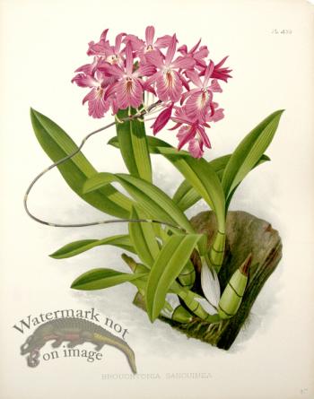 Linden Orchids 14